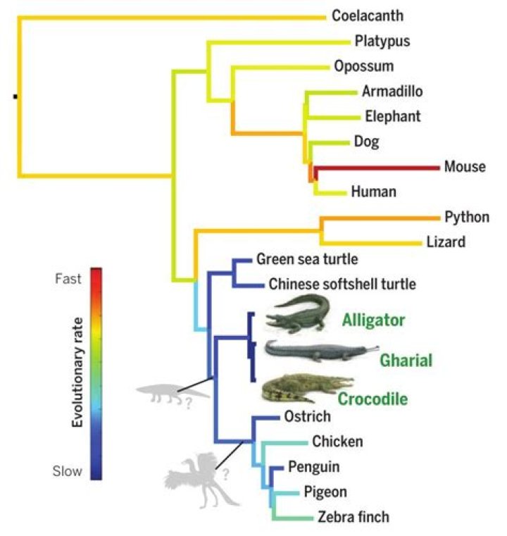 Are crocodiles related to birds?