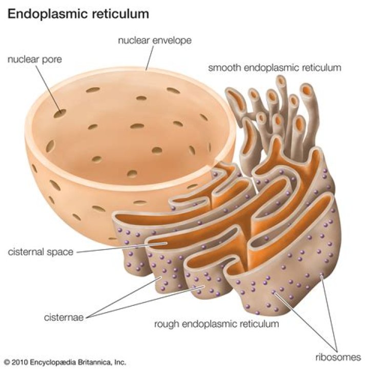 Are endoplasmic reticulum found in bacterial cells?