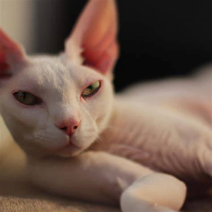Are minskin cats hypoallergenic?