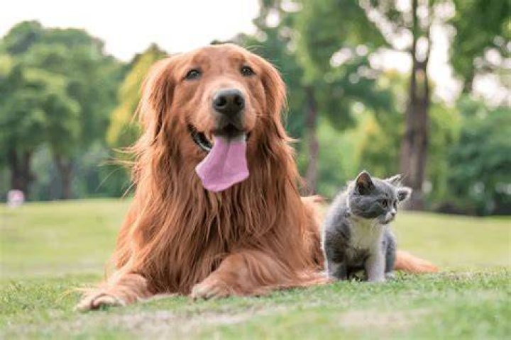 Are retrievers good with cats?