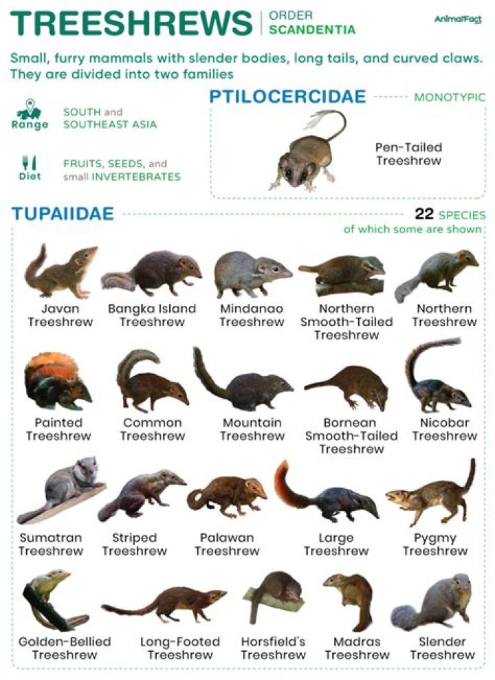 Are tree shrews primates?