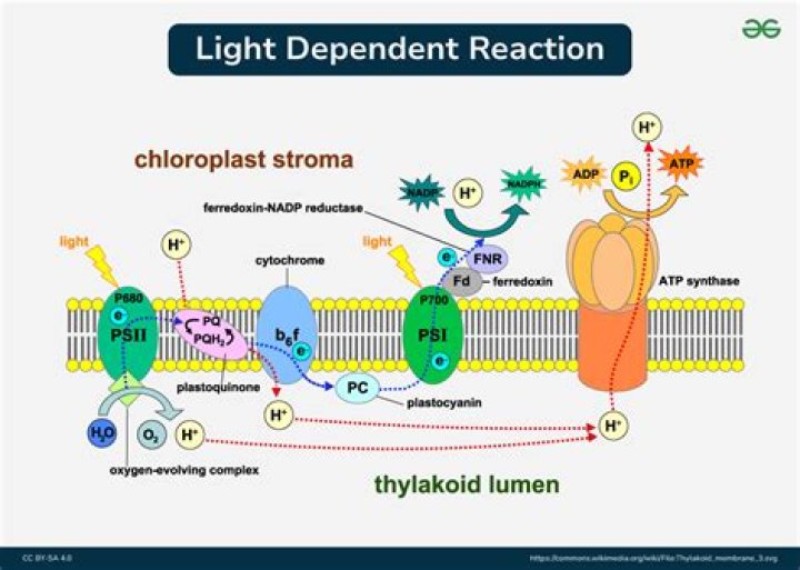 By product of light dependent reaction?