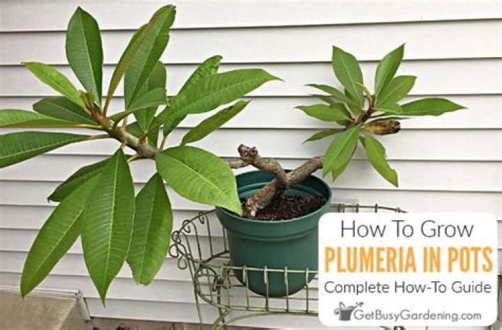 Can you grow plumeria in texas?