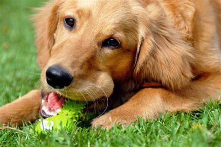 Do golden retrievers bite?