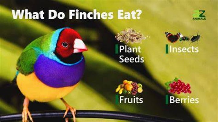 Do gouldian finches eat fruit?