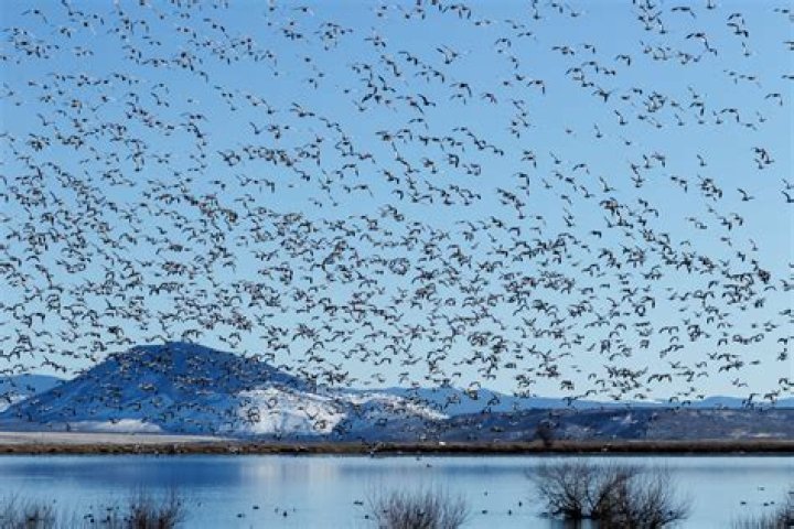 Do oven birds migrate?