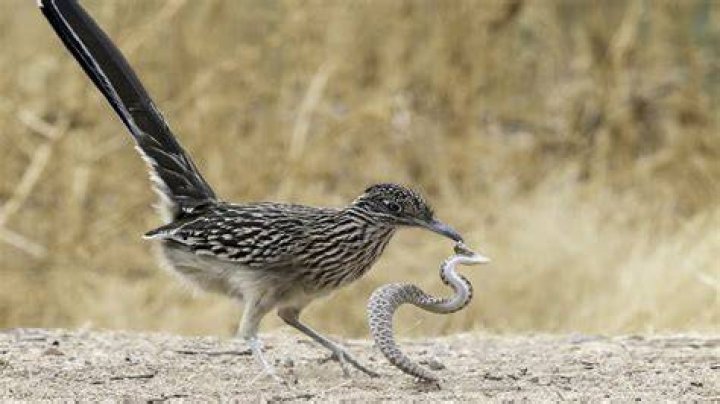 Do roadrunners eat snakes?