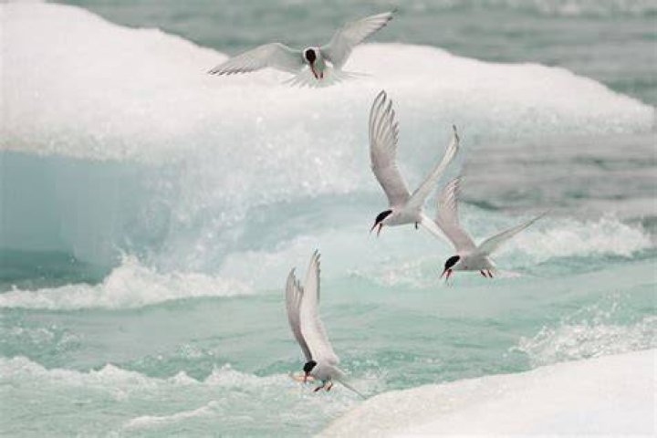 Do royal terns migrate?