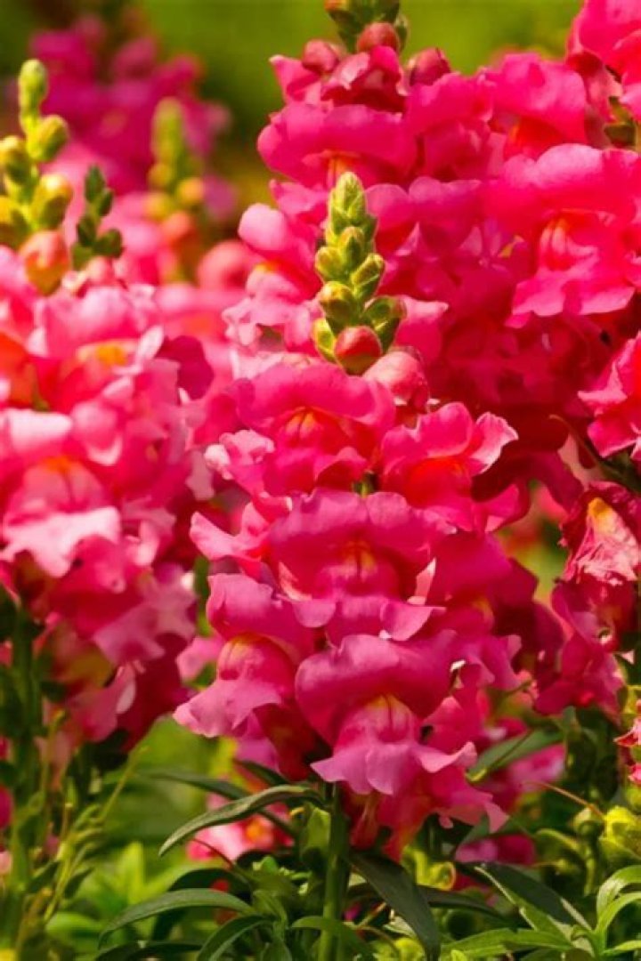 Do snapdragons bloom all summer?
