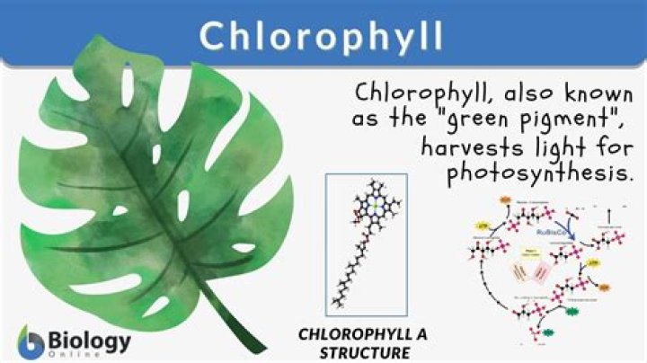 Do variegated leaves contain chlorophyll?