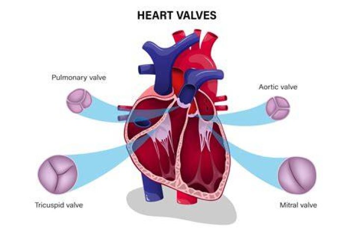 Does arteries have valves?
