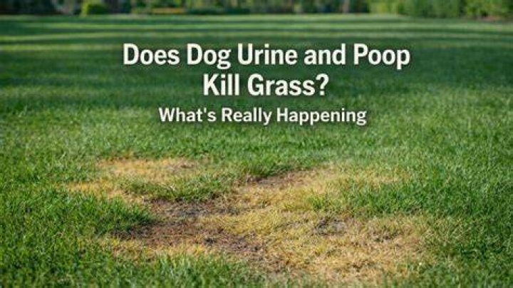 Does male dog urine kill grass?