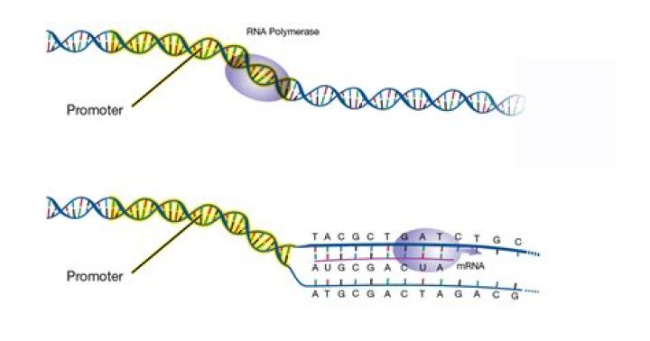 Does rna polymerase bind to the promoter?