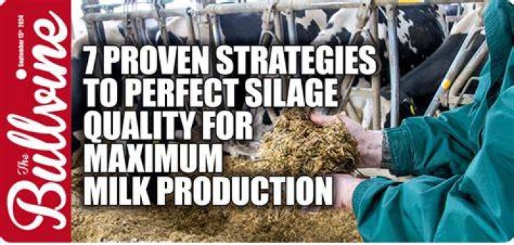 Does silage increase milk production?