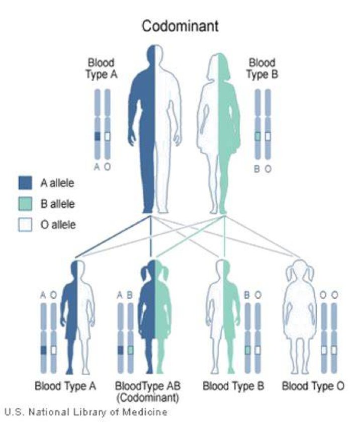For codominant traits heterozygous have the phenotype of?