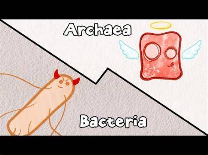 How are archaebacteria able to tolerate extremes of climate?