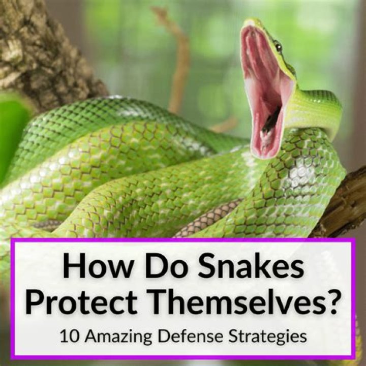 How do potoos protect themselves?