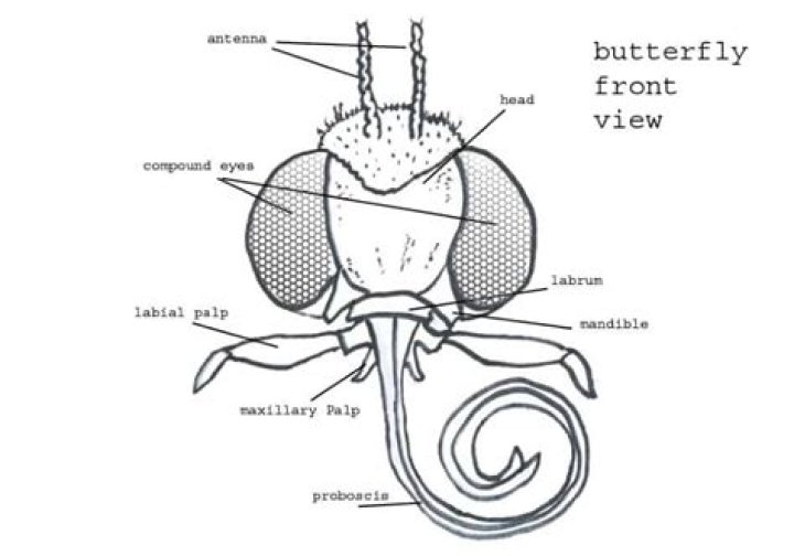How many mouthparts does a butterfly have?