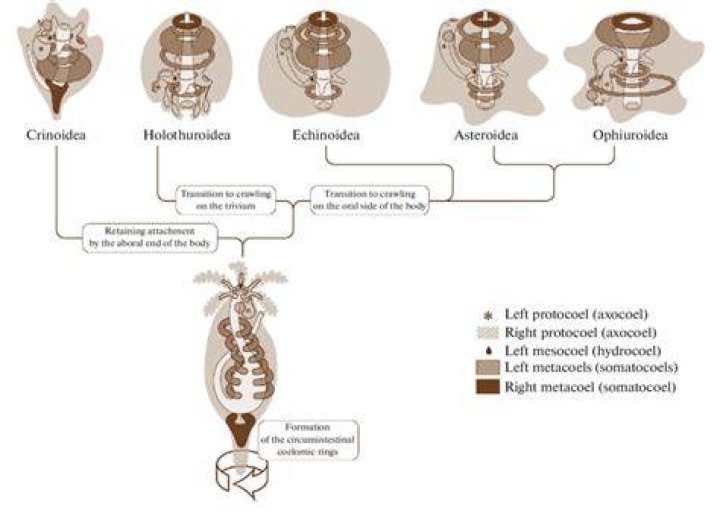 Is metamerism present in mollusca?