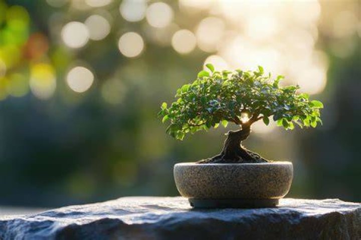 Should bonsai be in direct sunlight?