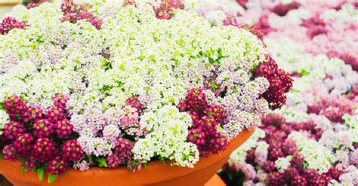 Should you fertilize alyssum?