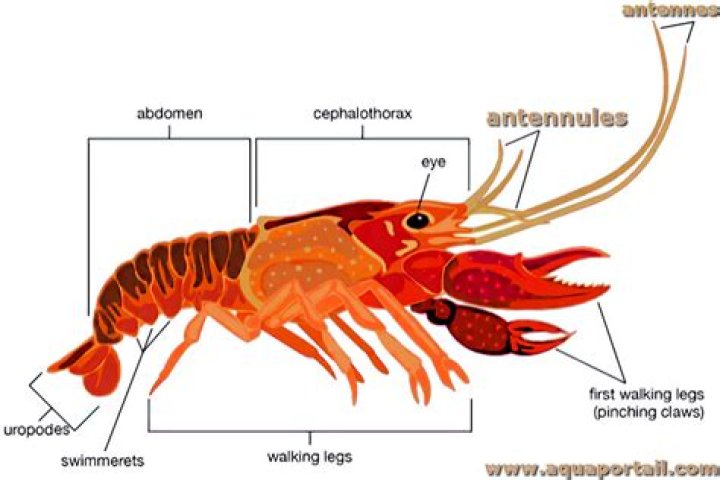 What are antennules used for?