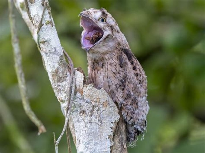 What is the potoos predator?