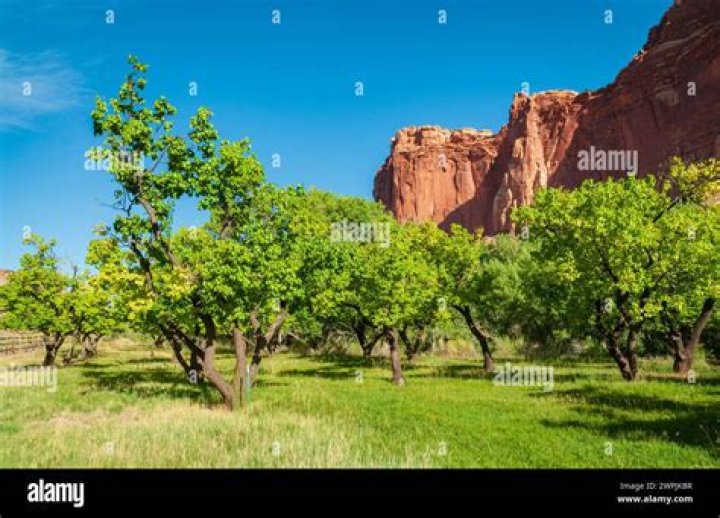 What orchards are in utah?