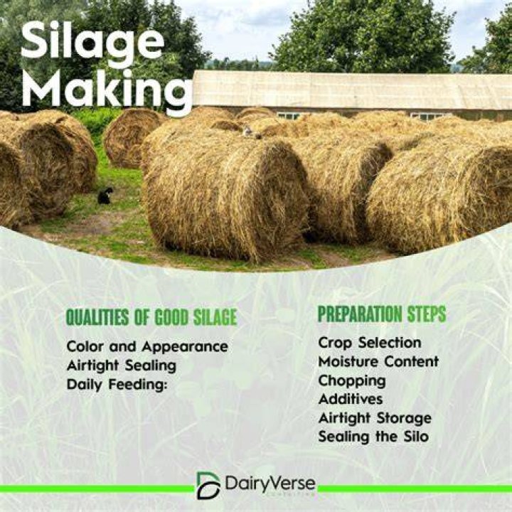 What silage is used for?