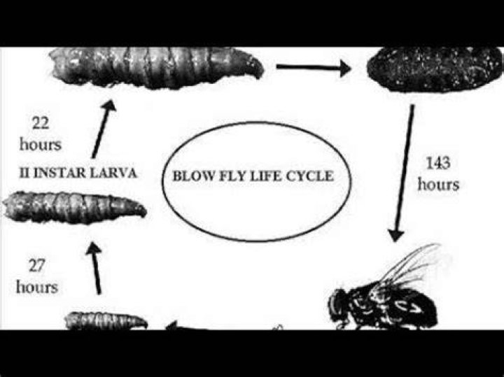 When are blowflies present in and around a body?