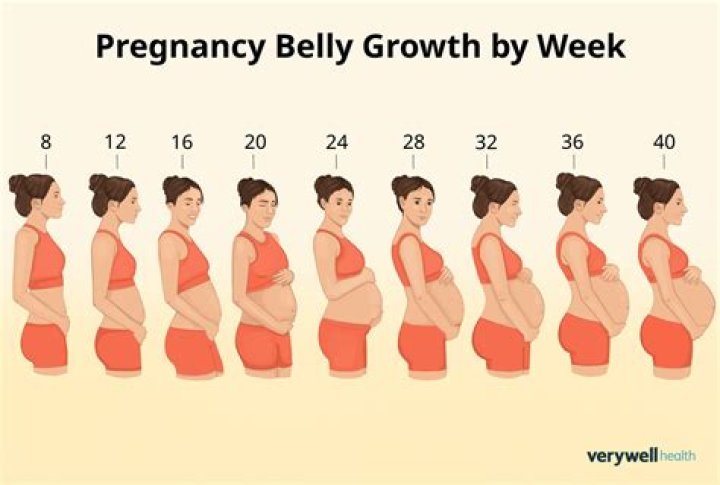 When do babies bellies grow?