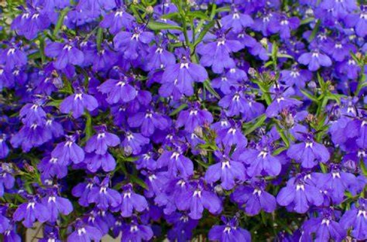 When does lobelia flower?