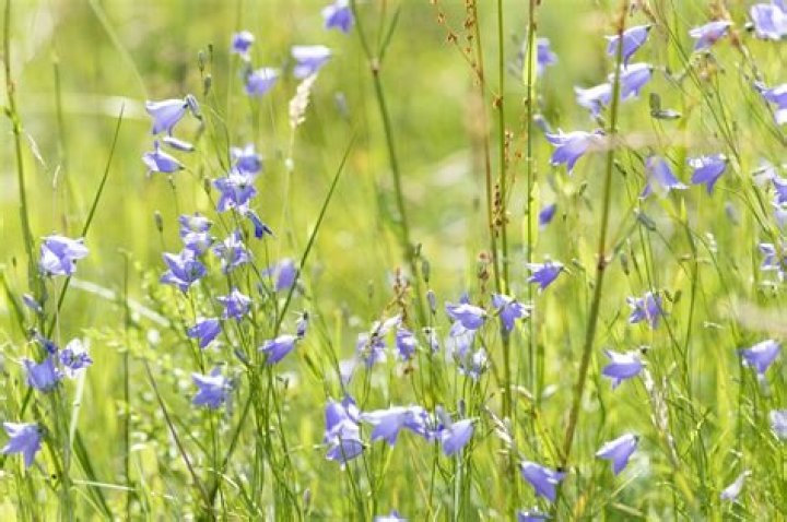 When to divide campanula uk?