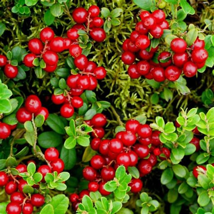 When to plant lingonberry?