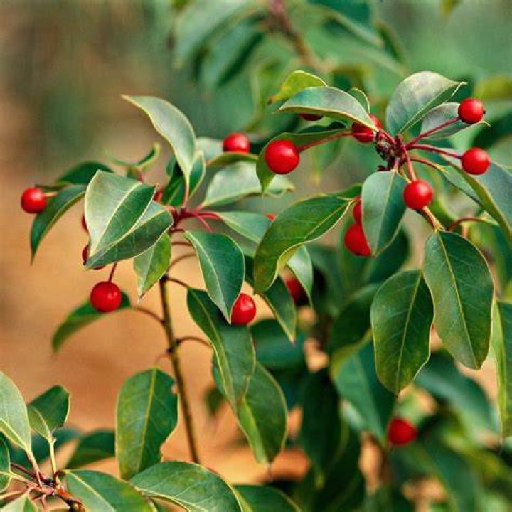 When to plant yaupon?
