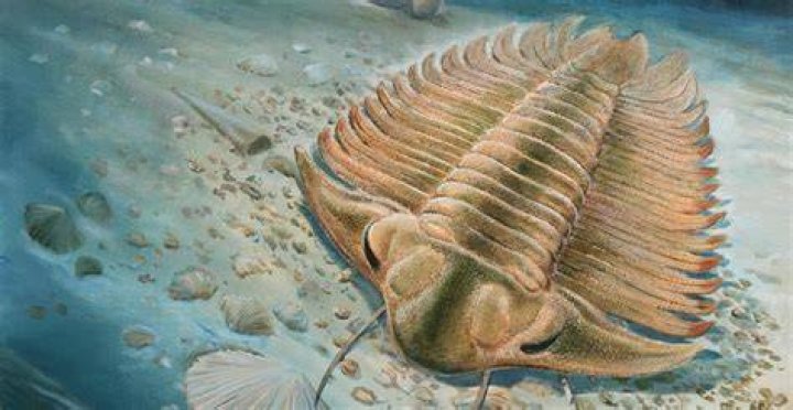When were trilobites discovered?