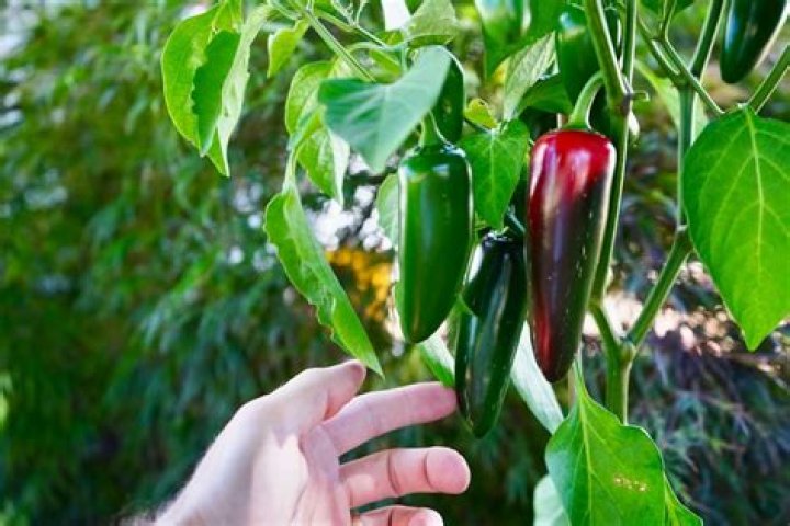 Where do jalapenos originate from?