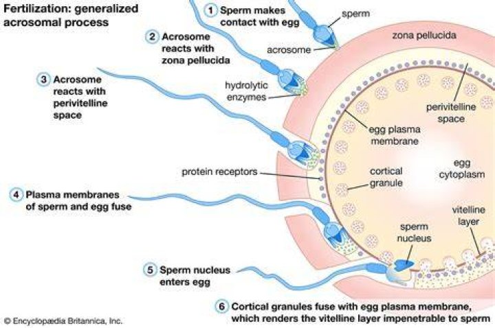Where fusion of egg and sperm takes place?