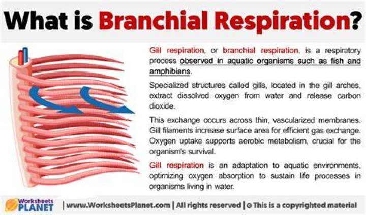 Where is branchial respiration?