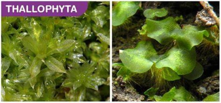 Where is thallophytes found?