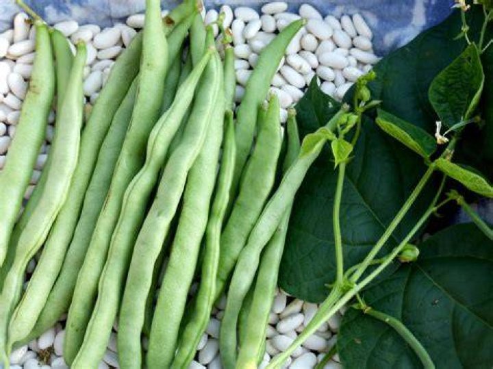Which beans are snap beans?