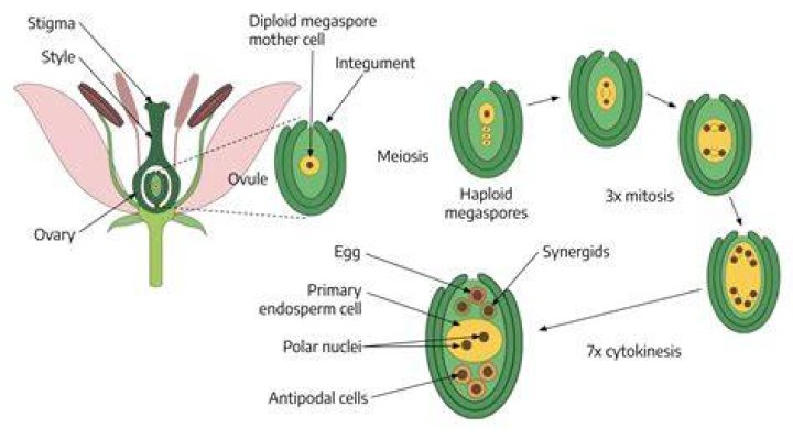 Which of the following is the male gametangium in plants?
