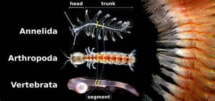 Why annelids are metamerically segmented?
