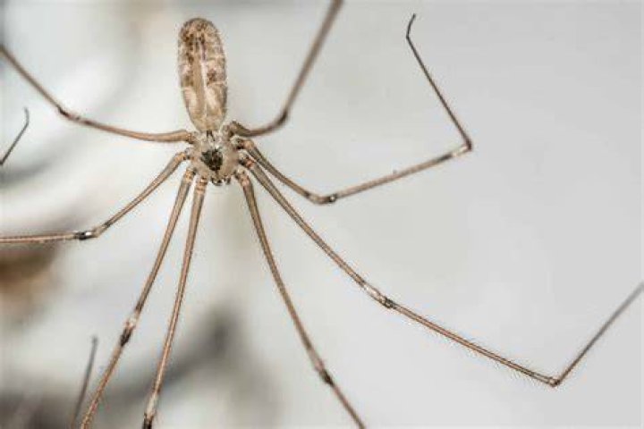 Why do daddy long legs shake?