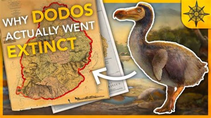 Why dodo became extinct?