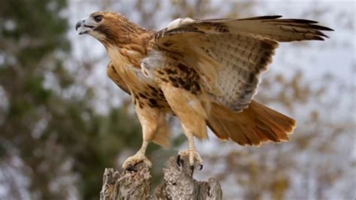 Why does a red tailed hawk screech?