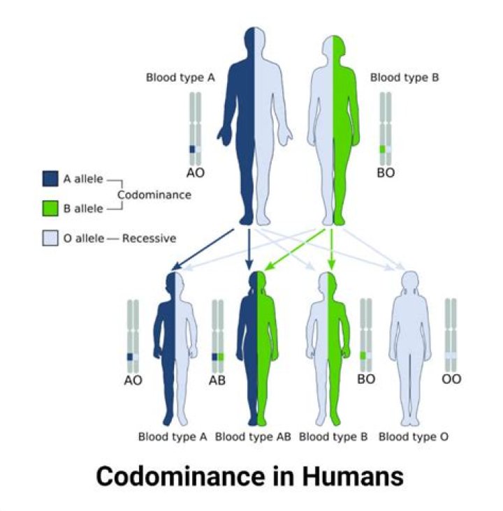 Why is ab blood codominant?