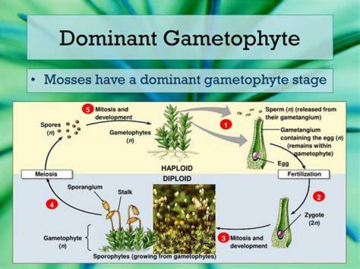 Why is gametophyte dominant in moss?