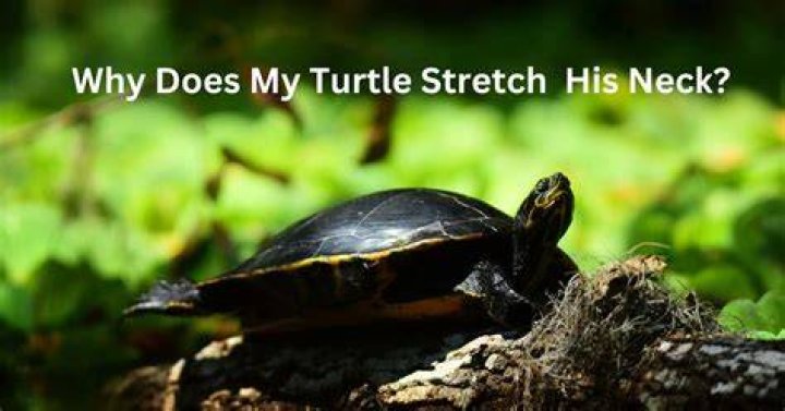 Why is my turtle scratching his neck?