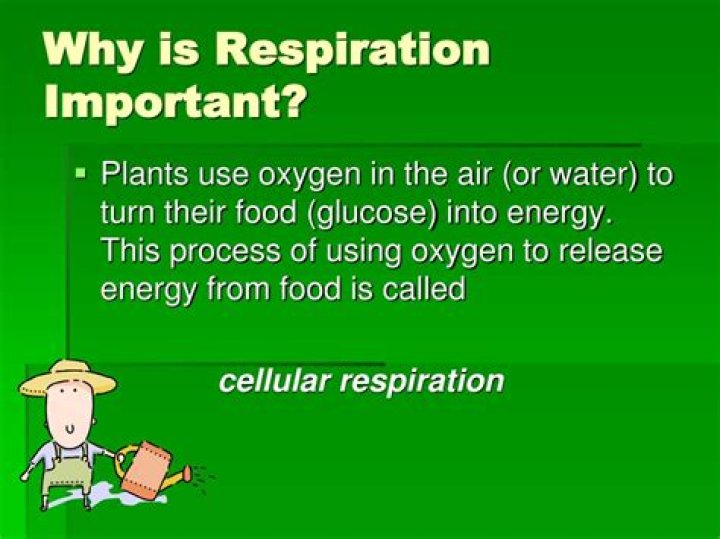 Why is respiration so important?
